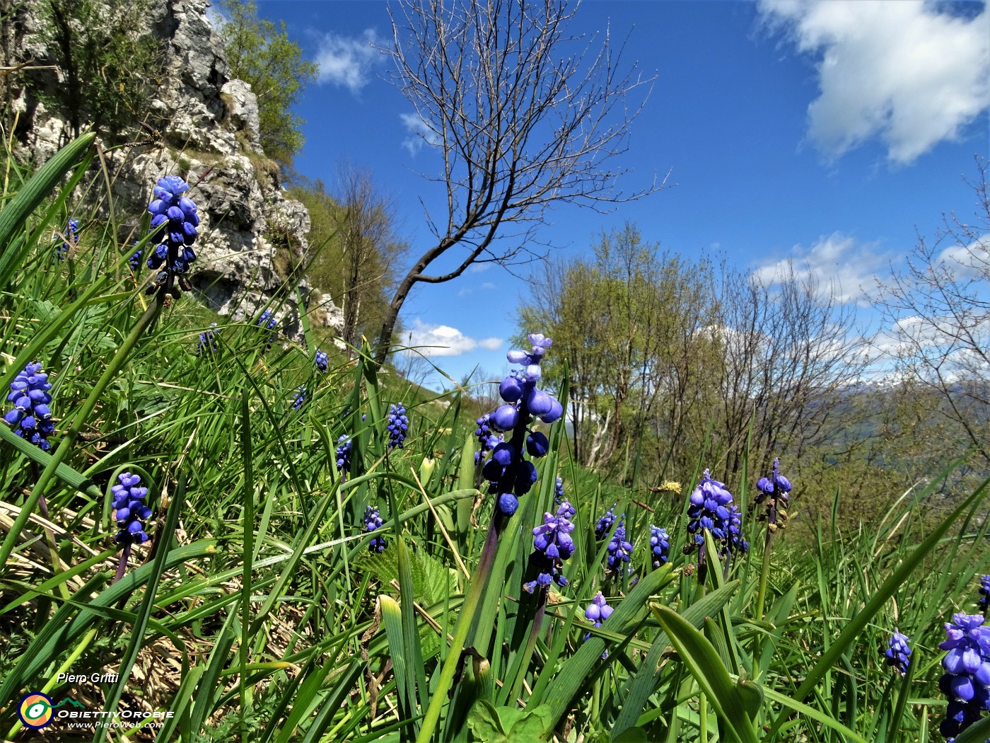 32 Bei fiori di Muscari (Muscari botryoides).JPG